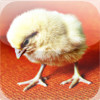 Baby Chickens - Lil Chicks in Your Palm