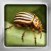 Insect Flip: Flashcards of Insects & Exotic Bugs