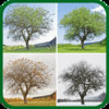 All 4 Seasons Professional Tree & Landscape