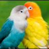 Parrots Pedia