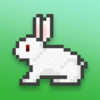 Jumpy Rabbit