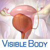 3D Reproductive & Urinary Anatomy for iPad