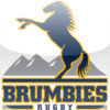 Brumbies Rugby