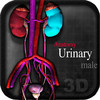 Anatomy Urinary male vii