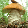 Mushrooms Encyclopedia Pro