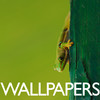 wall.papers