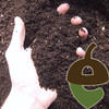 Citizen Scientist Soil