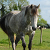 Horse Back Riding Sayings - Equestrian Horsemanship App