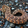 Poisonous Snakes: Deadly Reptiles