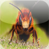 Insect Sounds ~ Insect Voices ~ Nature App