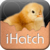 iHatch-Chickens