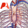 Pocket Anatomy: Circulatory