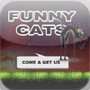 Funny Cats HD