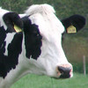 Eco Cow