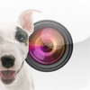Doggie Camera