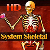 HD System Skeletal