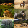Safari Animals HD
