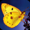Butterfly - Beauty, Grace and Majesty Wallpapers