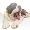 Saint Bernards - Big Dog Fun