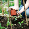 Gardening Tips: Learn How To Plant A Garden