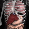 Anatomy 3D - Organs Free