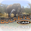 BuckEye Cam App