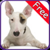 Bull Terrier+ Free