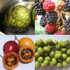 Guess The Fruit And Vegetable Quiz