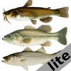 Freshwater Fish ID South lite