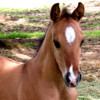 My Baby Horse HD