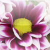 Amazing Flower Tap Puzzles - for iPad
