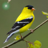 Bird Song Id USA NE Automatic Recognition and Reference - Songs and Calls of North East American Birds
