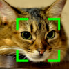Cat Detection Camera