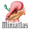 Miniatlas Diabetes Mellitus