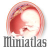Miniatlas Pregnancy