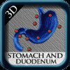 Stomach and Duodeno