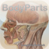 BodyParts - Human Body Part Names and Flash Cards