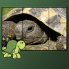 turtles puzzles for kids