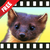 Free Movimals animal video app for kids and toddlers.