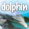 Flipper Dolphin (Your own playful dolphin!)