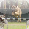 ExpertVideo: Dog Training