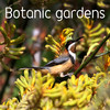 Botanic gardens birds