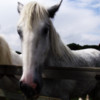 Equine Wallpapers