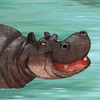 Africa - Animal Adventures for Kids for iPhone