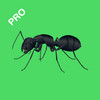 Insects Preschool Toddlers Pro