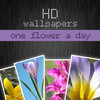 HD flower wallpapers - one flower a day (Retina display)