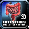 Intestines Digestive System ST
