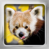 Animal Flip: Flashcards of Jungle & Zoo Animals