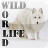 World Wild Life