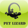 Pet Lizard
